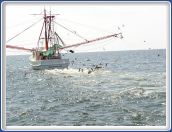 Shrimp Boat